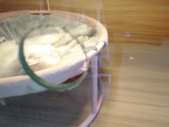 -喵百万·布偶·蓝金金渐层英短·猫舍(百子湾店)