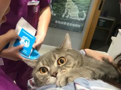 -关爱宠物医院·猫科中心·消化科(滨湖万达分院)
