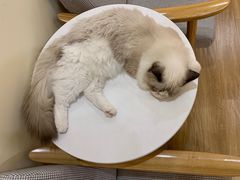 -滚猫咖啡·猫咖·猫友好撸猫(未来城店)