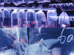 -华声天桥民俗文化园