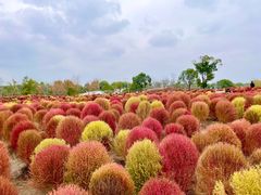 -花开海上生态园