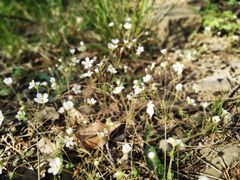 -北京鹫峰国家森林公园