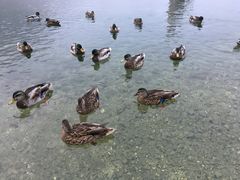 -柯尼希湖