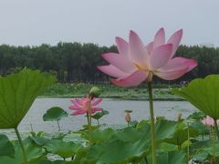 -东郊湿地公园
