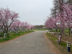 -上海海湾国家森林公园