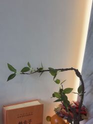 -德绣·机器野生眉发际线·美瞳线半永久