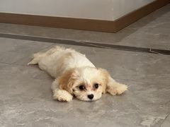 -翊宠yipet猫狗购宠庄园犬舍•猫舍