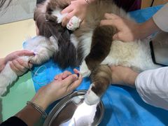 -艾贝尔宠物医院·24H转诊中心·肿瘤猫专科(江宁双龙店)