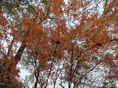 -岳麓山风景名胜区