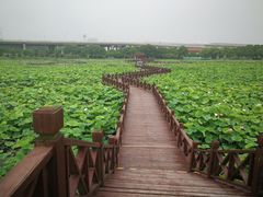 -荷塘月色湿地公园·向阳花洲