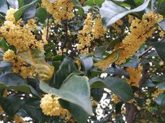 -上海如意智慧酒店(上海科学院店)