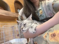 -猫猫幼稚园·撸猫·桌游·电玩