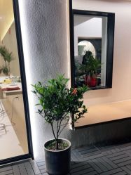 点击看大图 -Garden花園造型