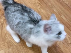 -COLOR PETS 撸猫馆·购猫·猫咖(长风大悦城店)