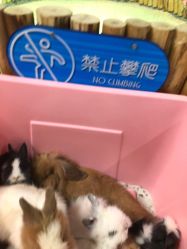 -七巧国萌宠乐园(龙湖天街店)