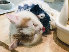 -BABIT巴比特宠物(MOMOPARK店)