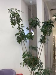 -小阿福儿童摄影(摩尔城店)