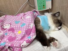 -北京观赏动物医院·24小时大型综合·猫专科·异宠专科