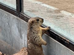 -鄂尔多斯野生动物园