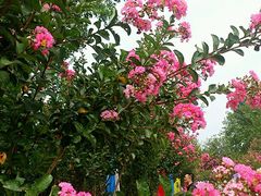 android_upload_pic-武汉紫薇都市田园