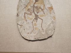 -辽宁古生物博物馆