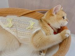 -lincat·猫舍(广州店)