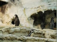 -帝企鹅自助餐厅•儿童岛•真企鹅(长隆企鹅酒店)