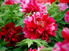 -莲花池公园