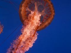 -太平洋海底世界