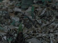 -上海佘山国家森林公园天马山园