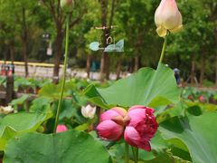 -莲花池公园