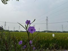-嘉北郊野公园