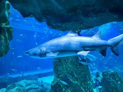-海合安成都极地海洋公园