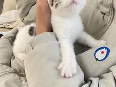 -lincat·猫舍(广州店)