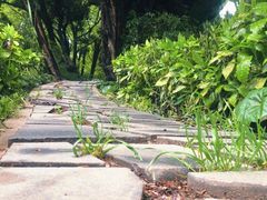 -嘉定紫藤园