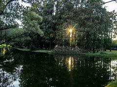 -上海共青森林公园