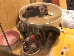 -屋虎猫馆(宝安大仟里店)