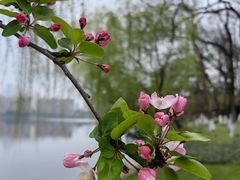 -莫愁湖公园