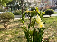 -循礼门鲜花花市(武汉循礼门店)