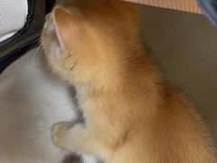 -联合动物医院(光谷诊疗中心)