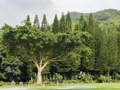 -深圳仙湖植物园