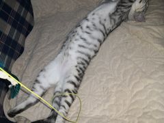 -纳吉亚猫专科动物诊疗中心(蒋宅口分院)