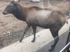 -西安秦岭野生动物园