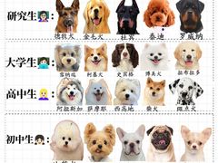 -翊宠yipet猫狗购宠庄园犬舍•猫舍