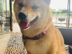 -柴犬高等学院·狗咖·柴犬售卖·宠物训练