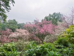 -南山植物园