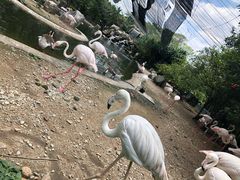 -吉隆坡雀鸟公园