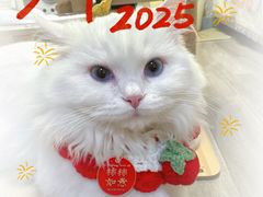 -伟伟宠物医院·瑞派猫友好医院·猫科(光谷店)