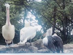 -新加坡飞禽公园