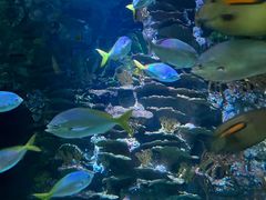 -上海海洋水族馆